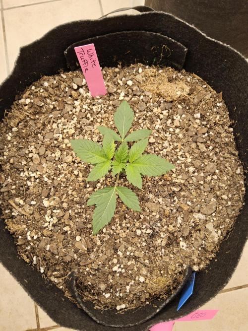 The Truffle of MSNL. Week 2