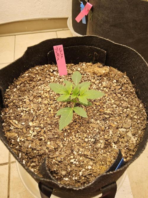 The Truffle of MSNL. Week 2