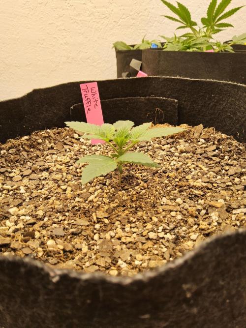 The Truffle of MSNL. Week 2