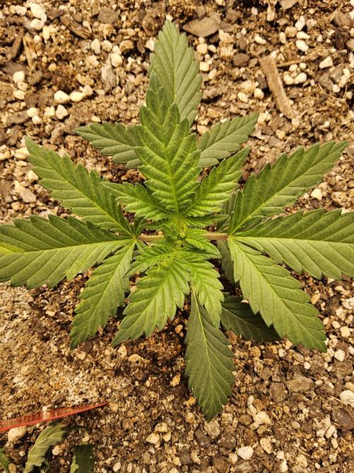 The Truffle of MSNL. Week 2