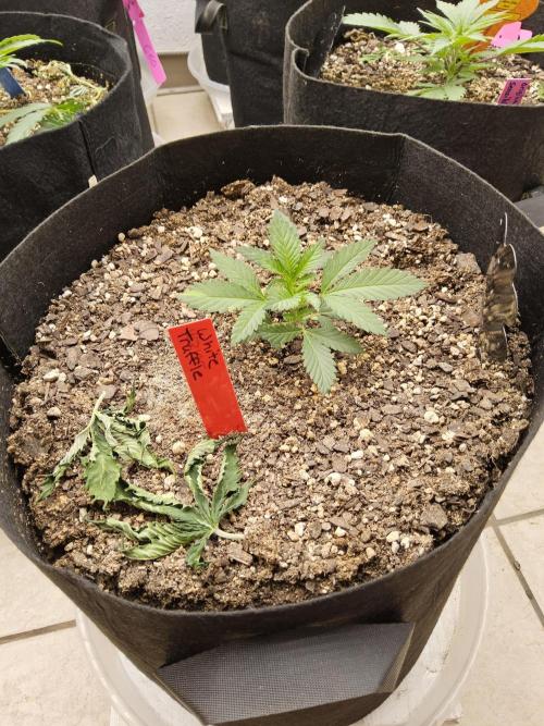 The Truffle of MSNL. Week 2