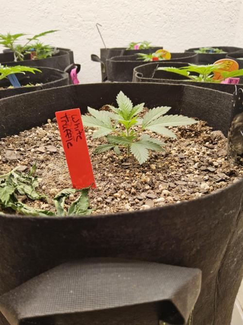 The Truffle of MSNL. Week 2