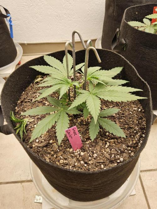 Grape Glacier. Week 2