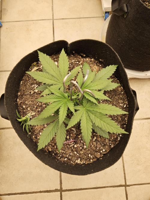 Grape Glacier. Week 2