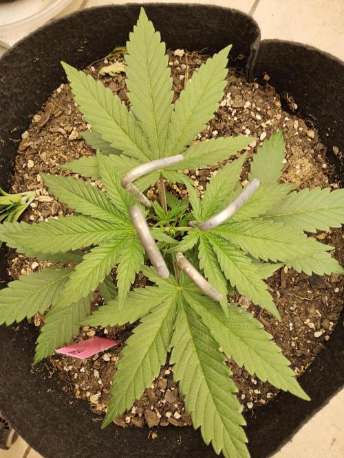 Grape Glacier. Week 2