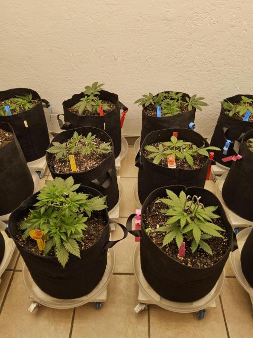 Grape Glacier. Week 2