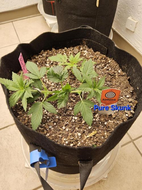 Pure go fast. Week 2