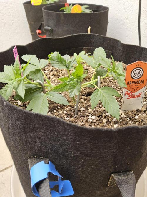 Pure go fast. Week 2