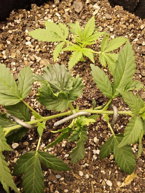 Pure go fast. Week 2