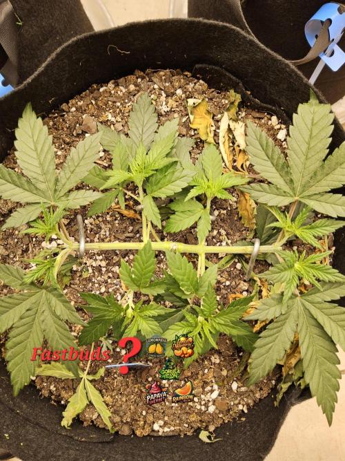 Fast Mystery. Week 4