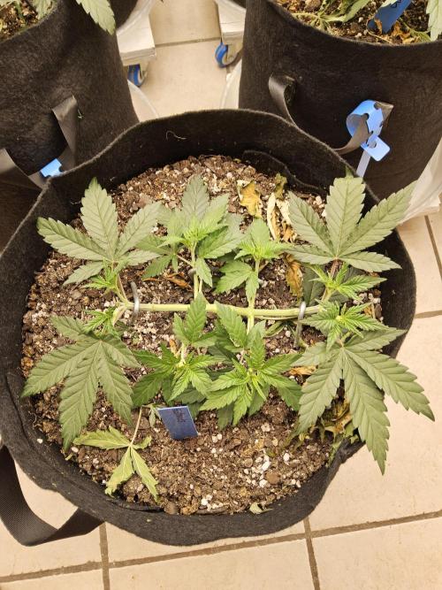 Fast Mystery. Week 4