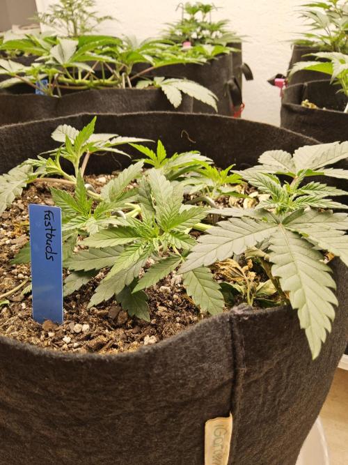 Fast Mystery. Week 4