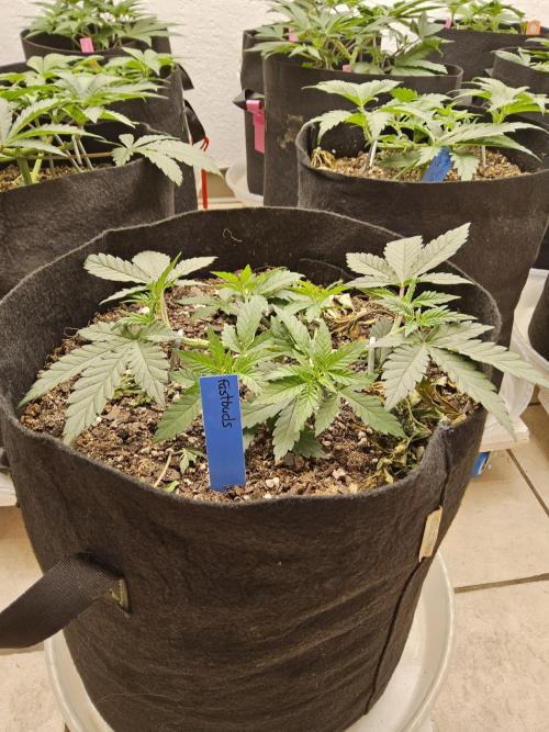 Fast Mystery. Week 4