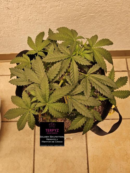 Freaky Skunk. Week 4