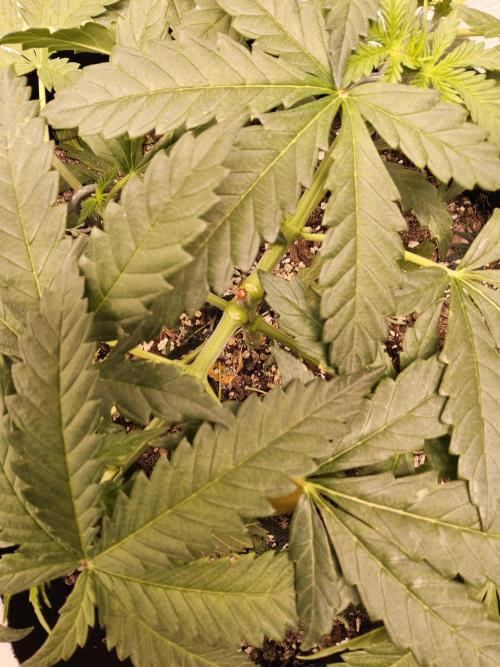 Freaky Skunk. Week 4