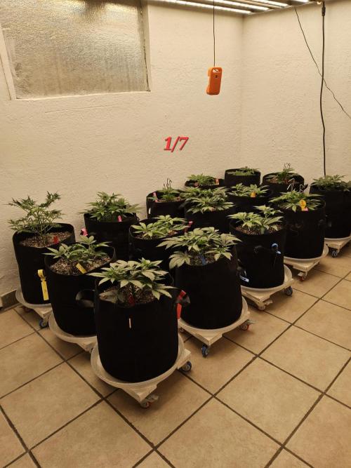 Freaky Skunk. Week 4