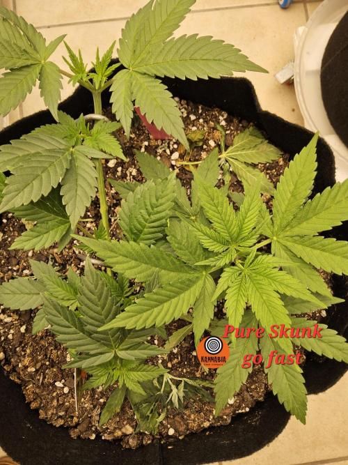 Pure go fast. Week 3