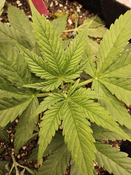 Pure go fast. Week 3