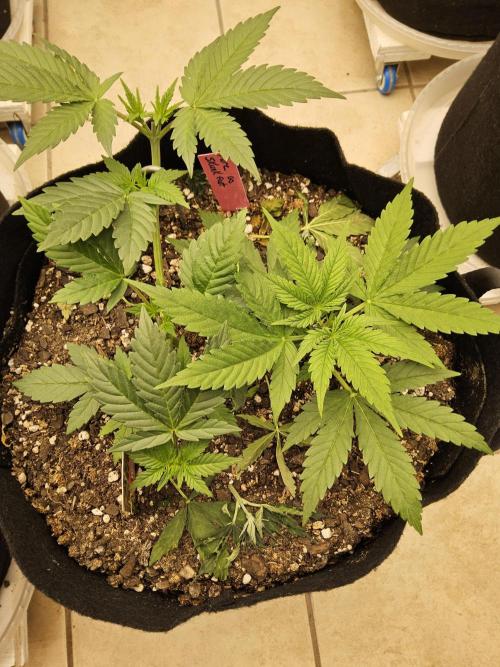 Pure go fast. Week 3