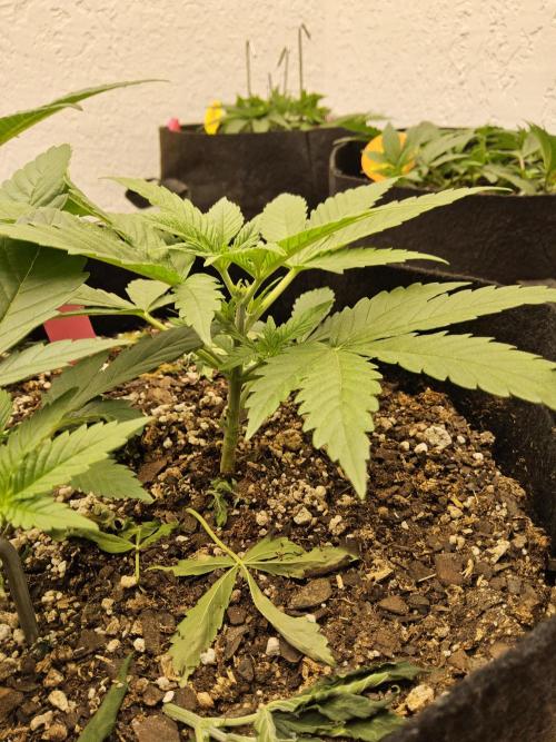 Pure go fast. Week 3