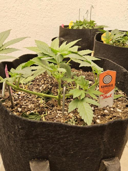 Pure go fast. Week 3