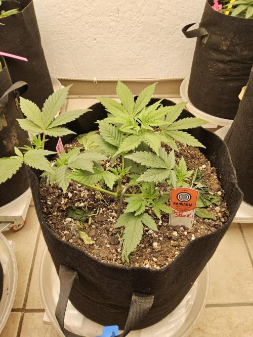 Pure go fast. Week 3