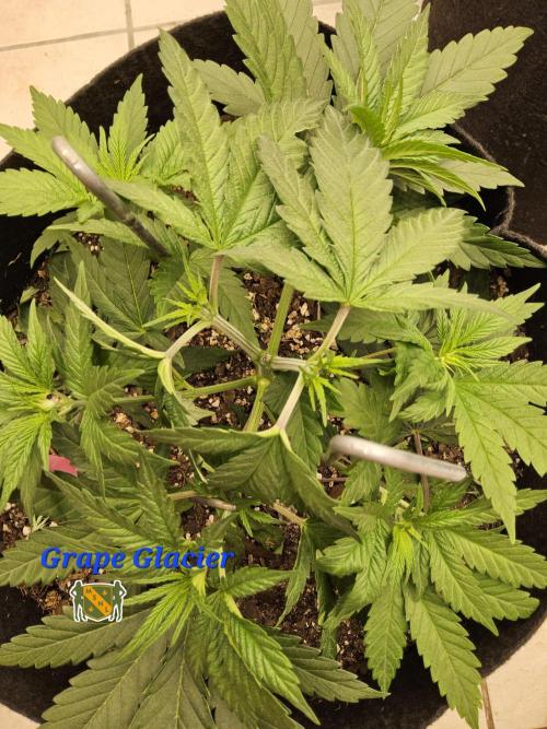 Grape Glacier. Week 3