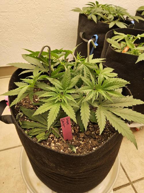 Grape Glacier. Week 3