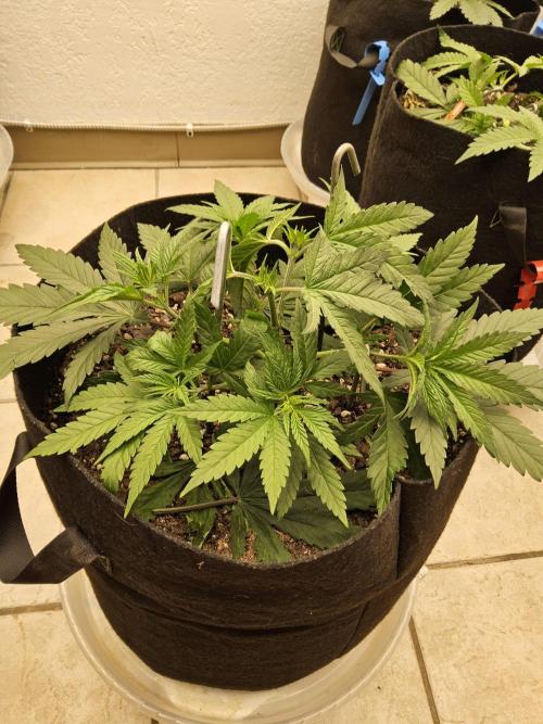 Grape Glacier. Week 3