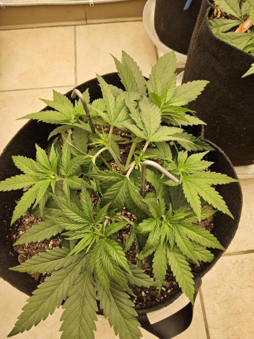 Grape Glacier. Week 3