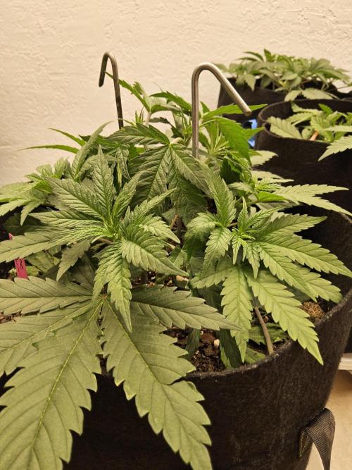 Grape Glacier. Week 3