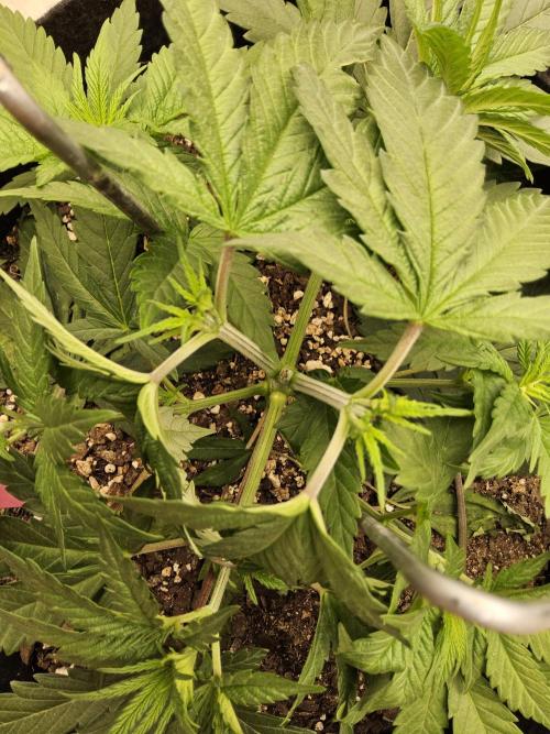 Grape Glacier. Week 3