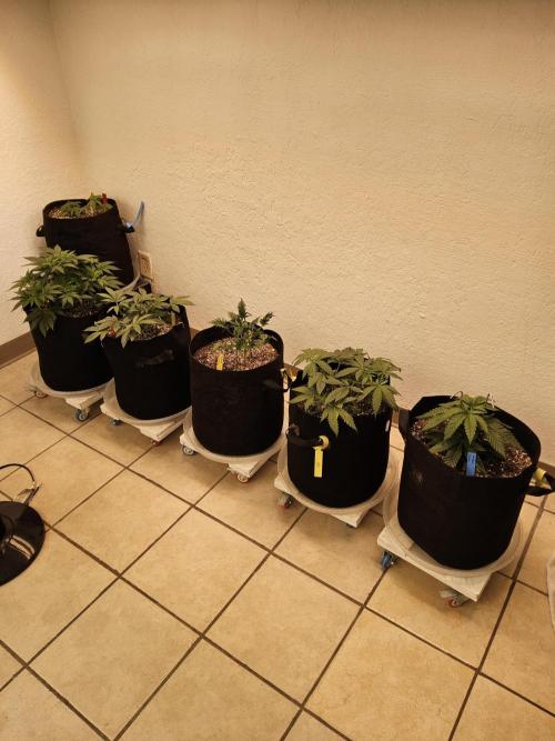 Grape Glacier. Week 3