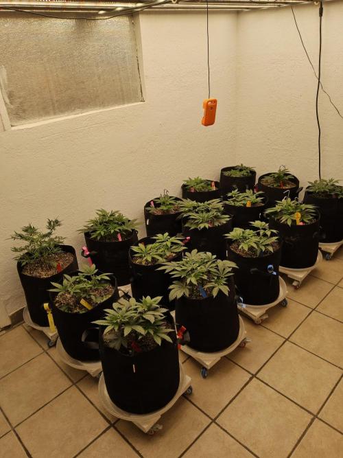 Grape Glacier. Week 3