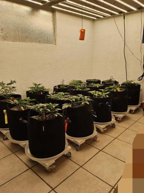 Grape Glacier. Week 3