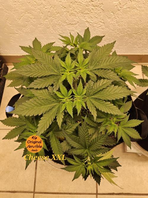 Original XXL. Week 4