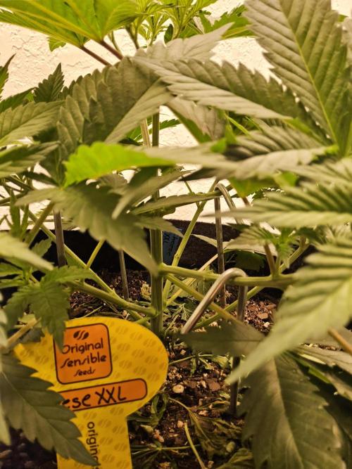 Original XXL. Week 4