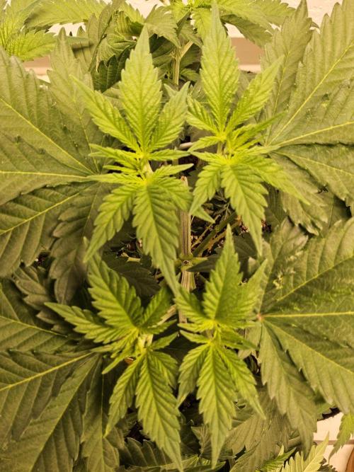 Original XXL. Week 4