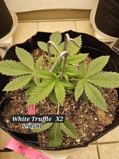 The Truffle of MSNL. Week 3