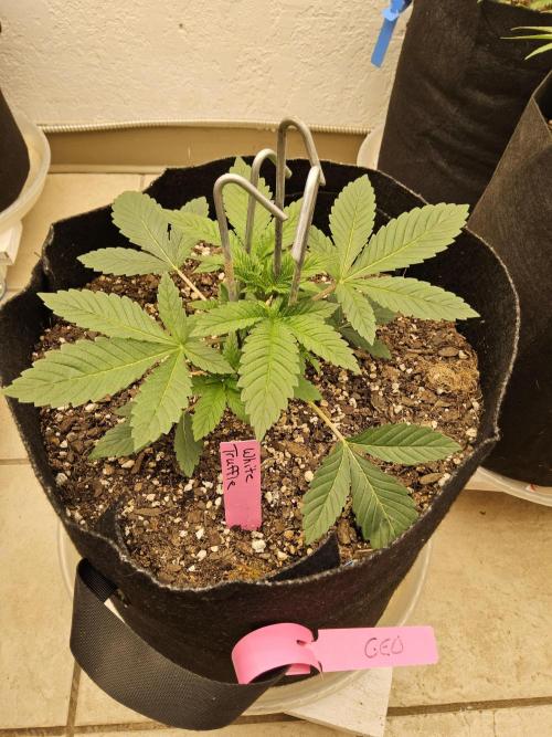 The Truffle of MSNL. Week 3