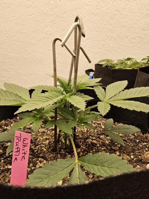 The Truffle of MSNL. Week 3