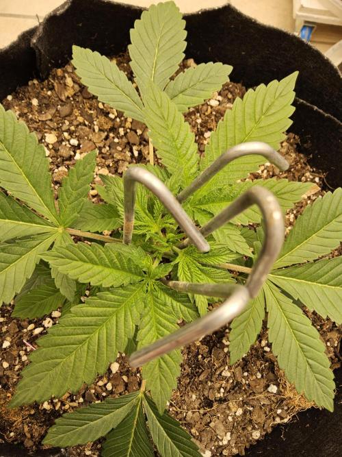 The Truffle of MSNL. Week 3