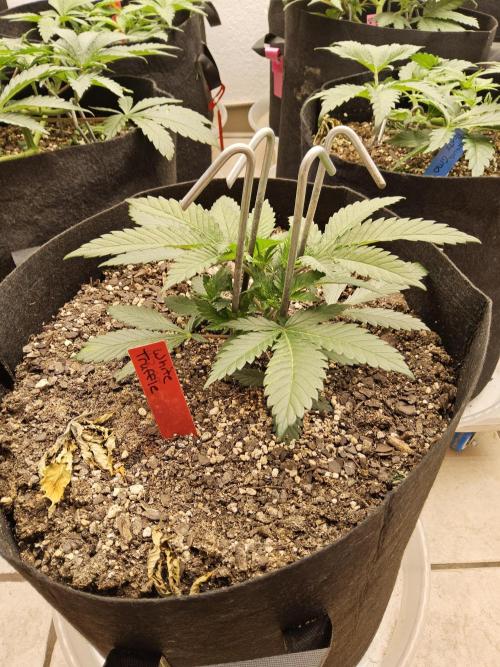 The Truffle of MSNL. Week 3