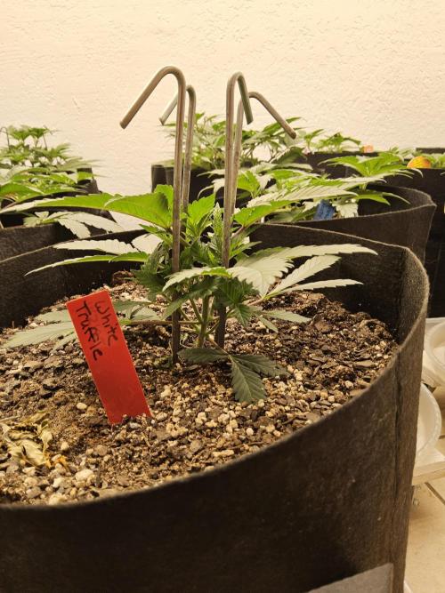 The Truffle of MSNL. Week 3