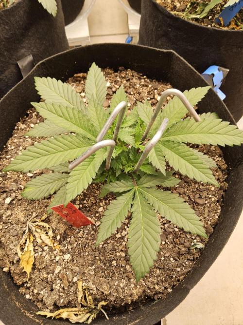 The Truffle of MSNL. Week 3