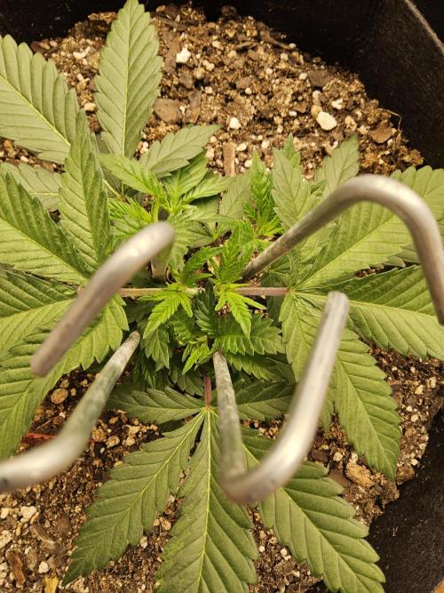 The Truffle of MSNL. Week 3