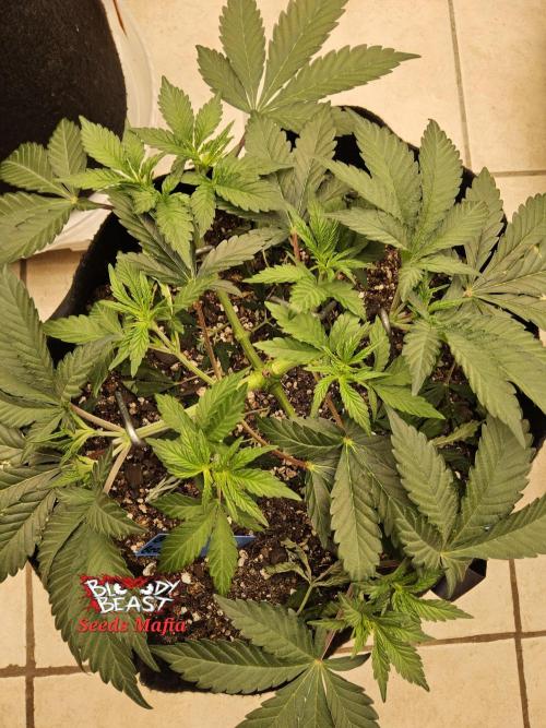 A Mafia Beast. Week 4