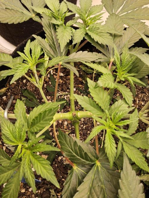 A Mafia Beast. Week 4