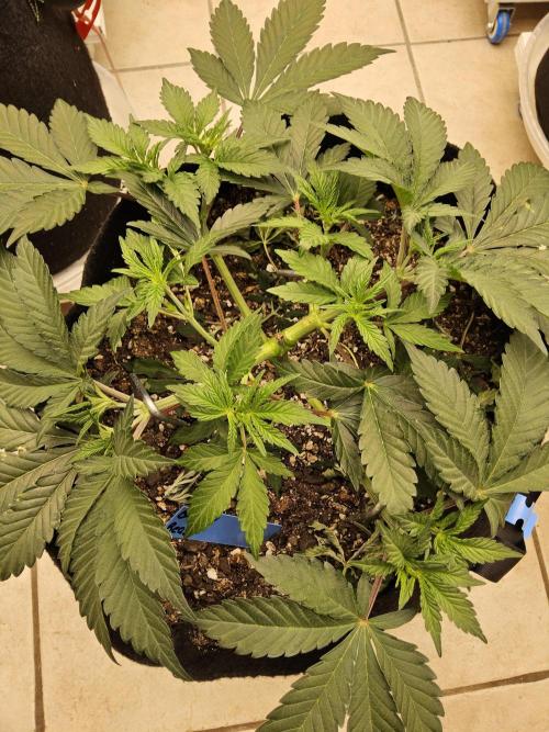 A Mafia Beast. Week 4