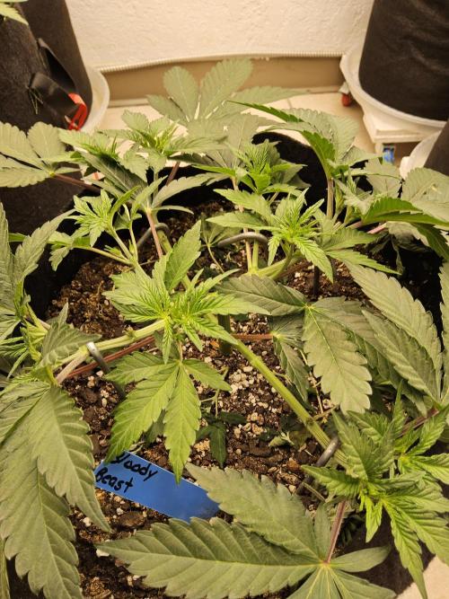 A Mafia Beast. Week 4